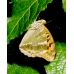 Silver-washed Fritillary paphia 10 larvae